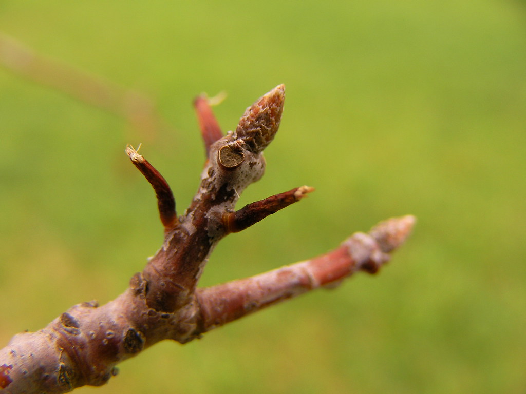 pin oak buds Buds on the two pin oaks in the front yard ar… Flickr