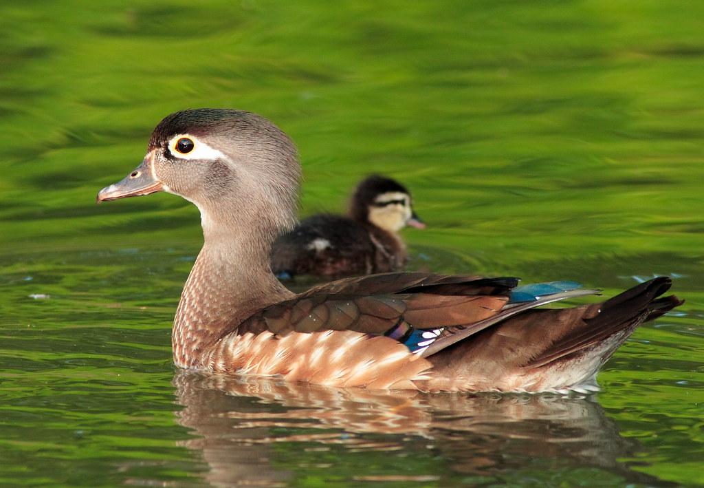 Wood Ducklings Mother and Baby 1 jpmatth Flickr