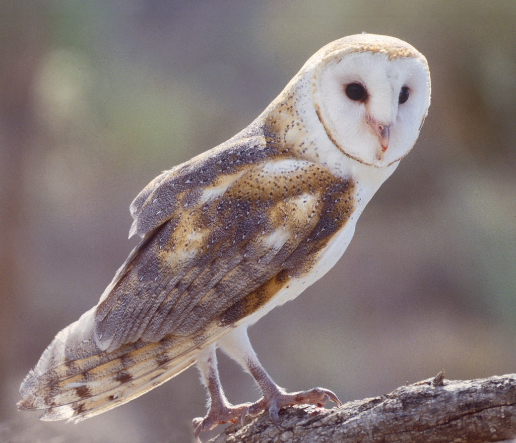Barn Owl ArizonaSonora Desert Museum Tucson, Arizona (A… Flickr