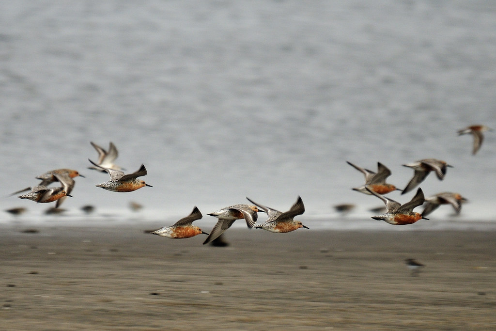 Red Knots on Delaware Bay Kimble's Beach Cape May Court … Flickr