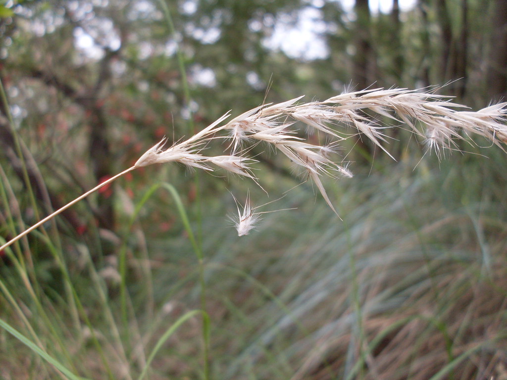 Wallaby grass Wallaby grass, a species of Rytidosperma, Co… Flickr