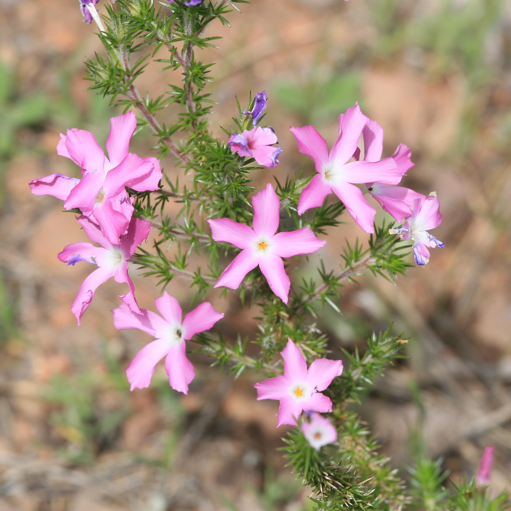 Pink Star Flowers Springtime wildflower found in the Santa… Flickr