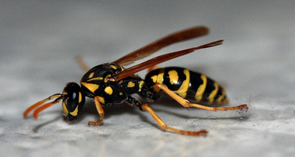Yellowjacket Macro A Yellowjacket crawling around on the… Flickr