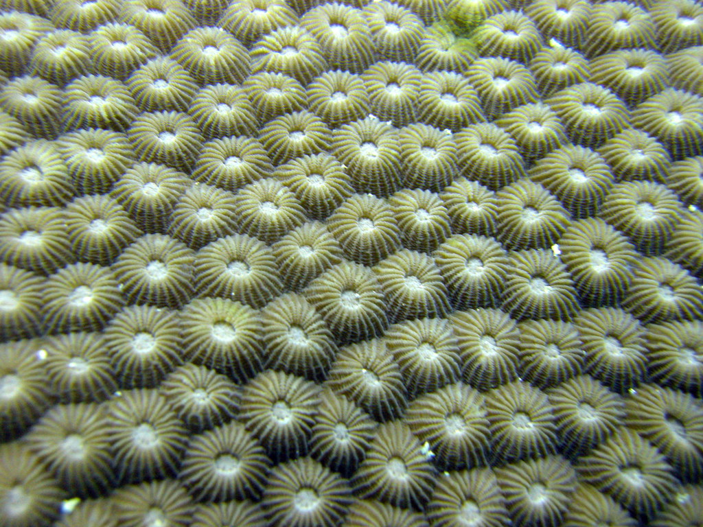Brain coral up close Matt Kieffer Flickr