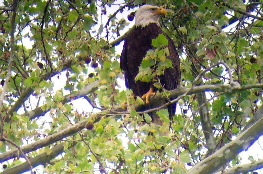 Bald Eagle in Mississippi Visit Mississippi Flickr