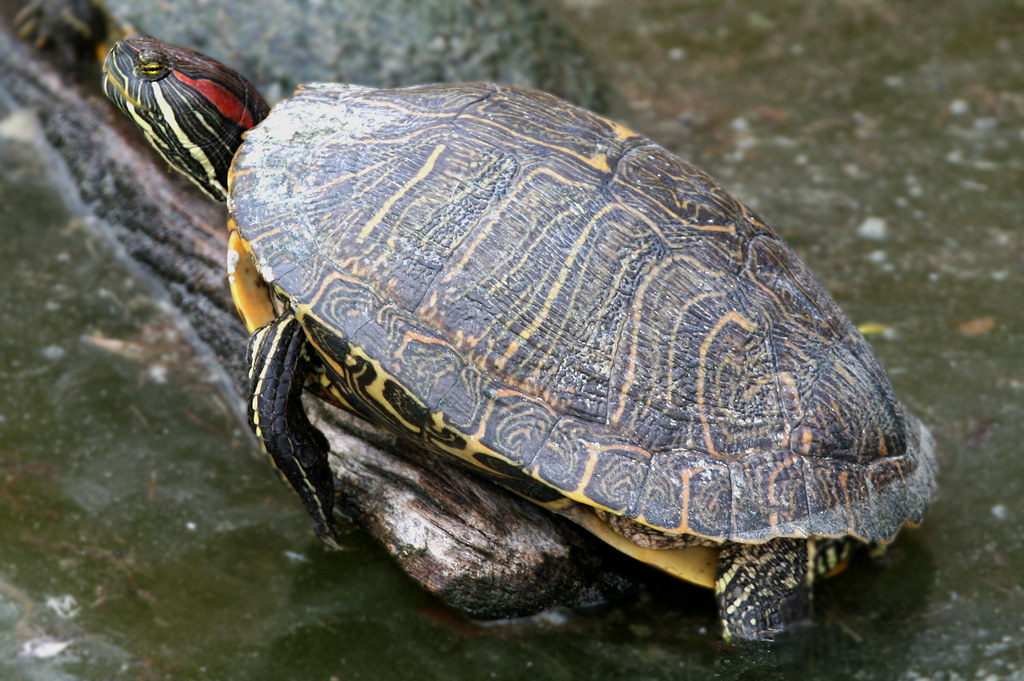 Big girl RedEared Slider (in the snapping turtle family) Flickr