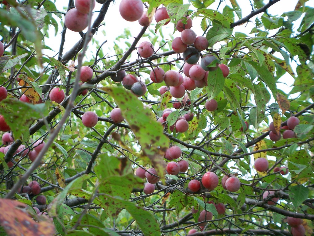 Wild Plum Tree slappytheseal Flickr