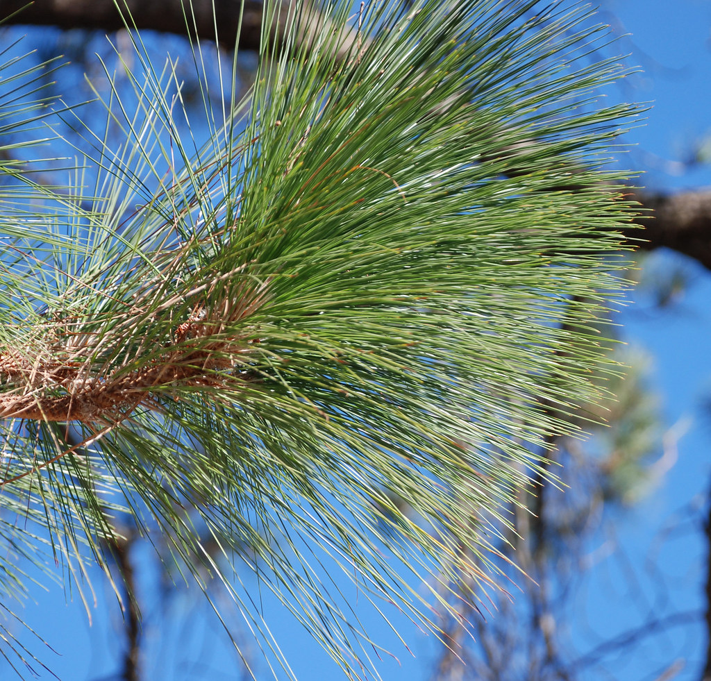 Pinus roxburghii Chir Pine, Indian Longneedle Pine, 3 lon… Flickr