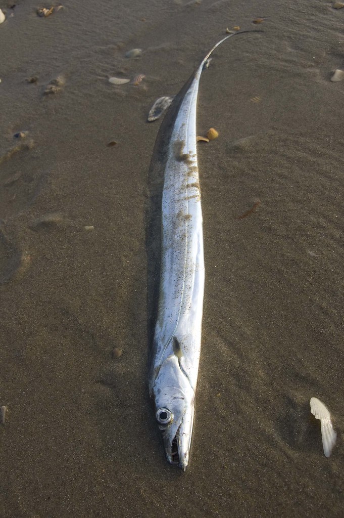 Ribbon Fish There were several of these fish on the pier a… Flickr