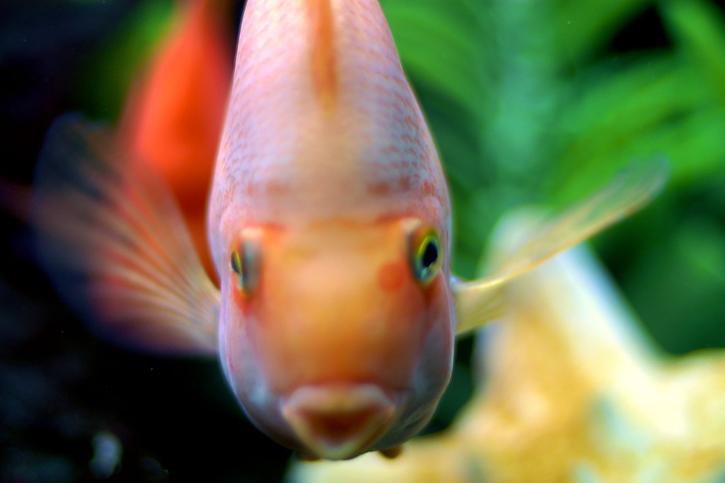 The Kissing Fish This fish lives in a restaurant tank and … Flickr
