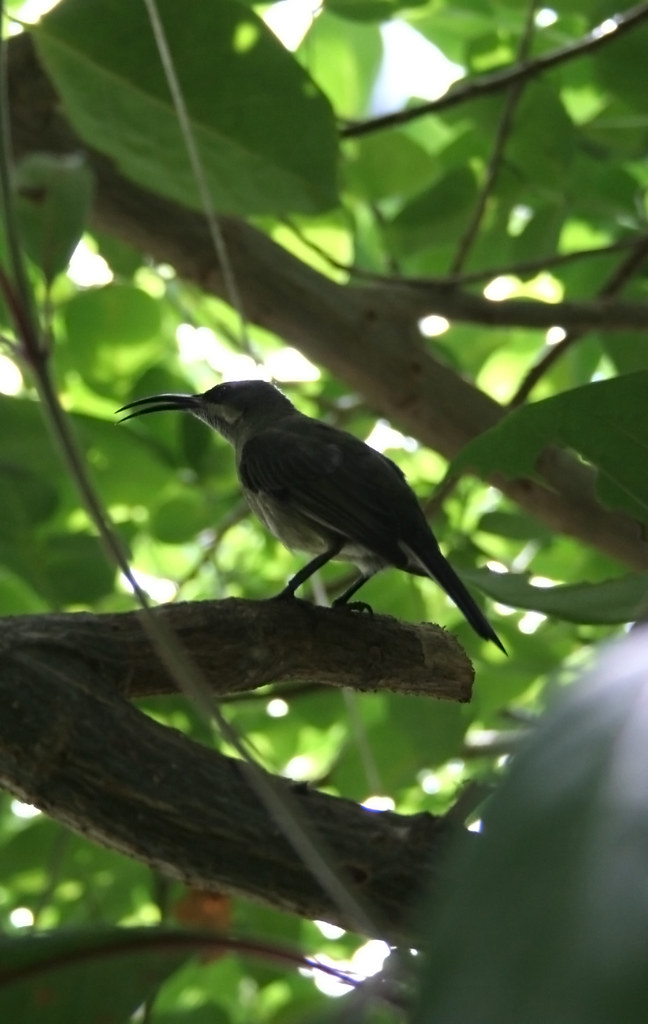 Bird with long thin beak and long tongue Points for anyone… Flickr