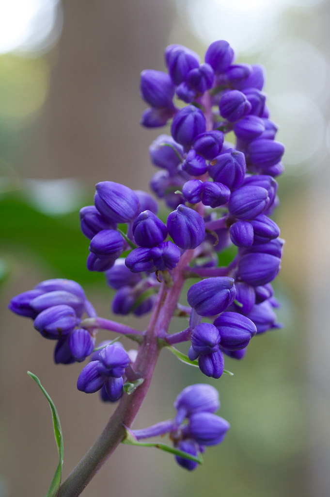 Purple Ginger Purple Ginger (dichorisandra thyrsiflora) in… Flickr
