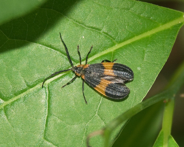 Black and orange insect Netwinged Beetle Calopteron reticulatum