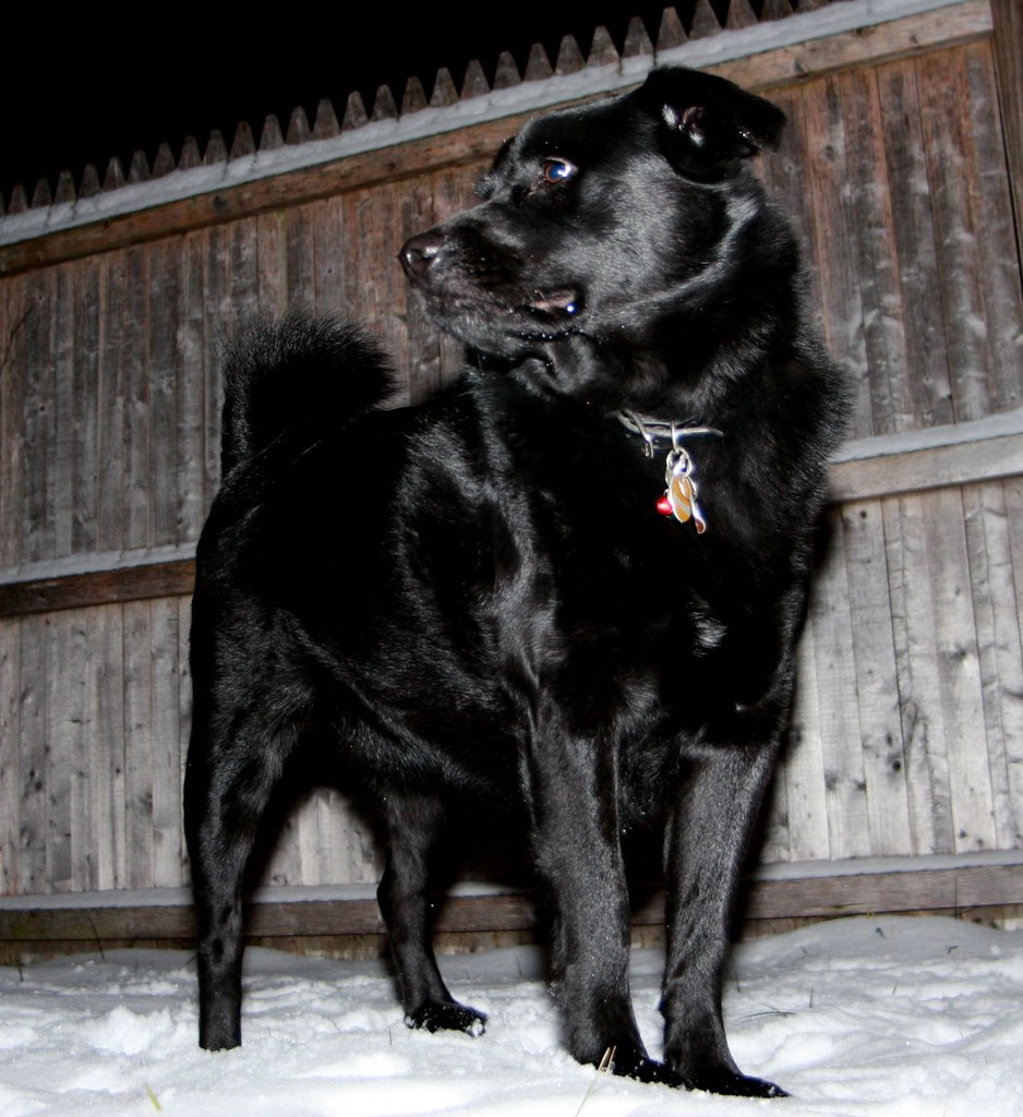 Jet Black Lab Chow mix loves the snow Mike Lizzi Flickr