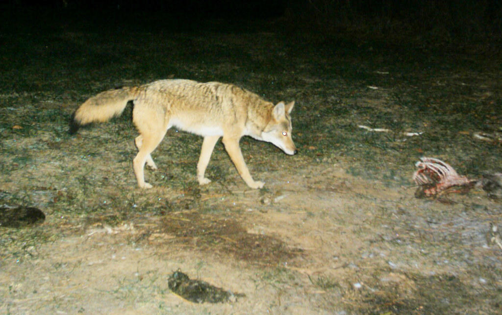 CDY_0026 coyote it acts like a fox and looks like a dog