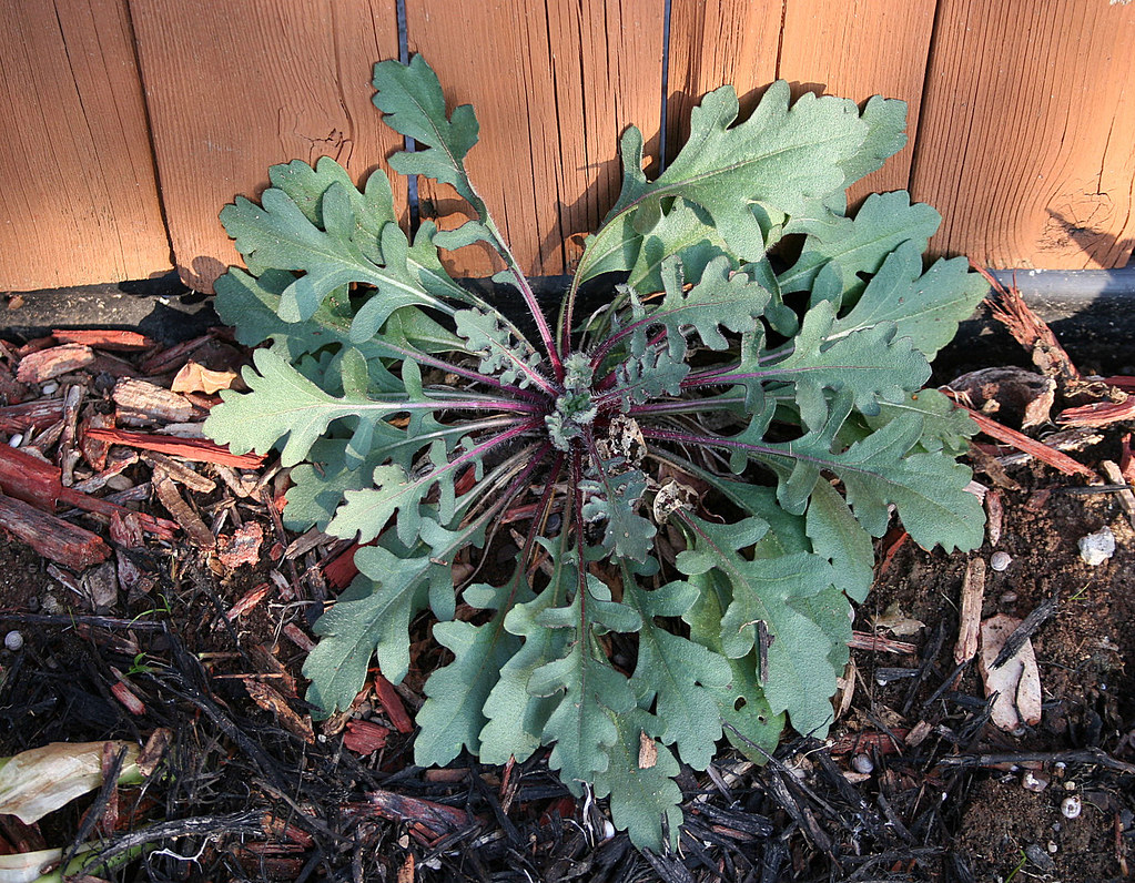 Gaillardia leaves nikname Flickr