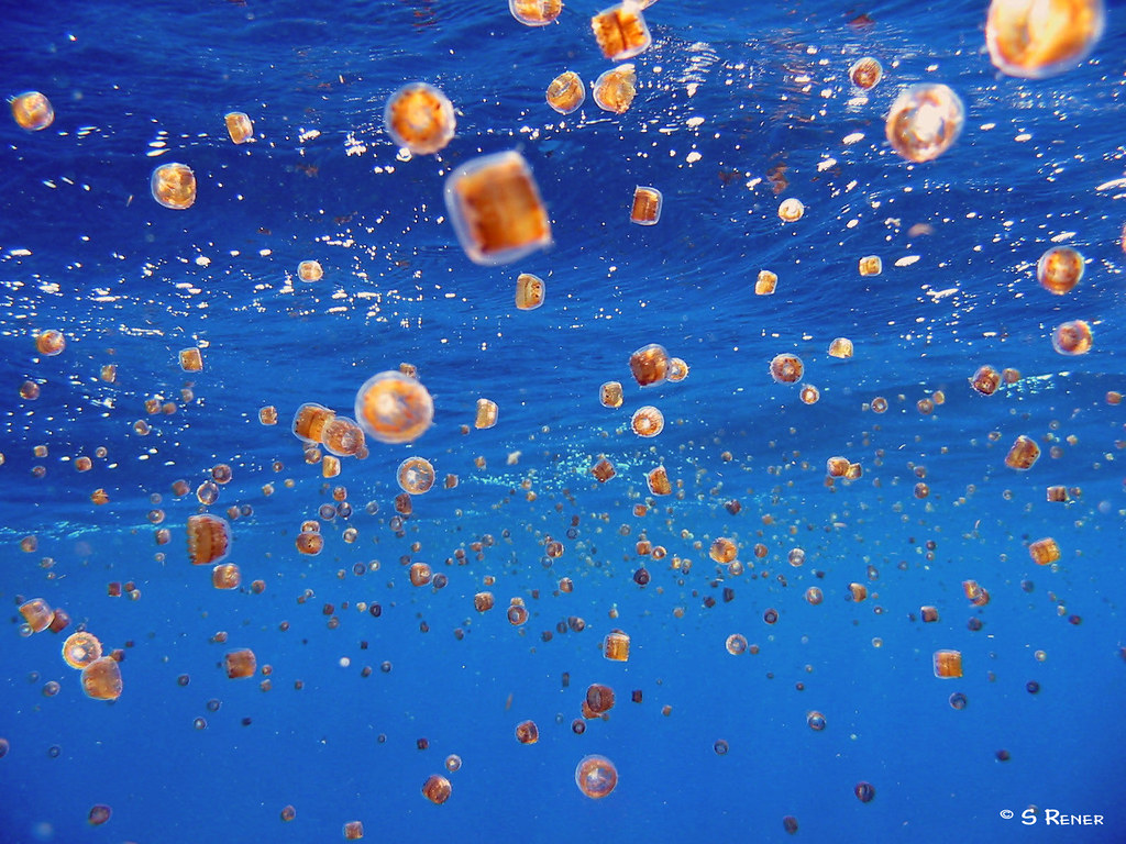 Sea Thimble (Linuche unguiculata) Jellyfish Bloom Sea Thim… Flickr