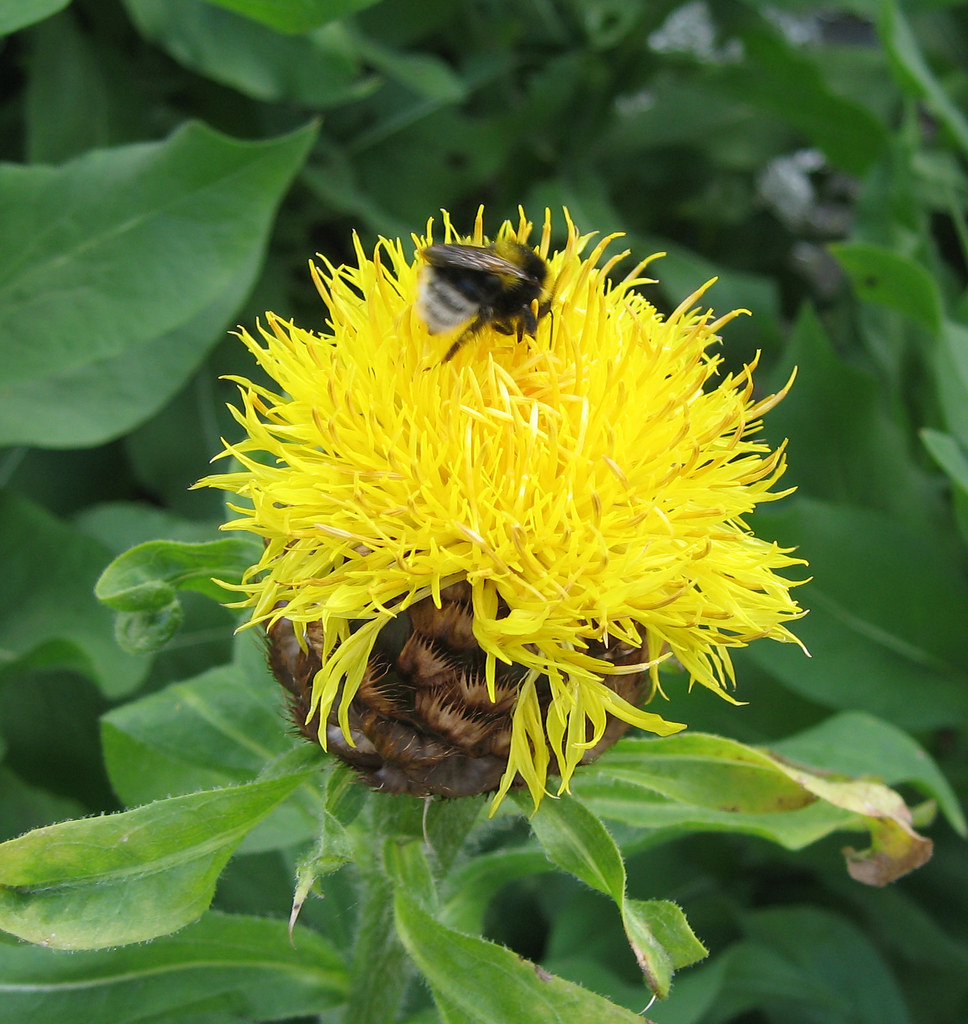 yellow thistle like flower very eye catching hotdiamond5 Flickr