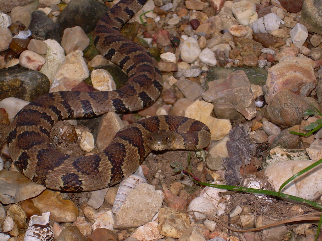 Midland Water Snake Nerodia sipedon pleuralis, Trigg co KY… Corey