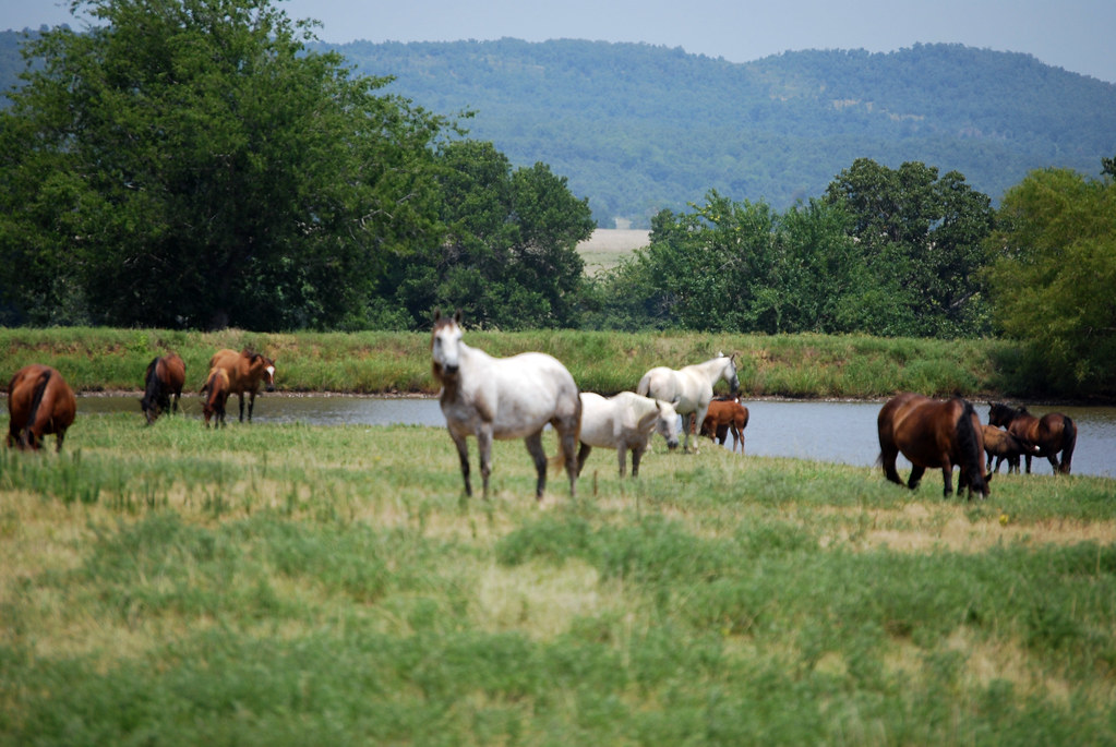 Oklahoma countryside one of many horse ranches in Oklahoma