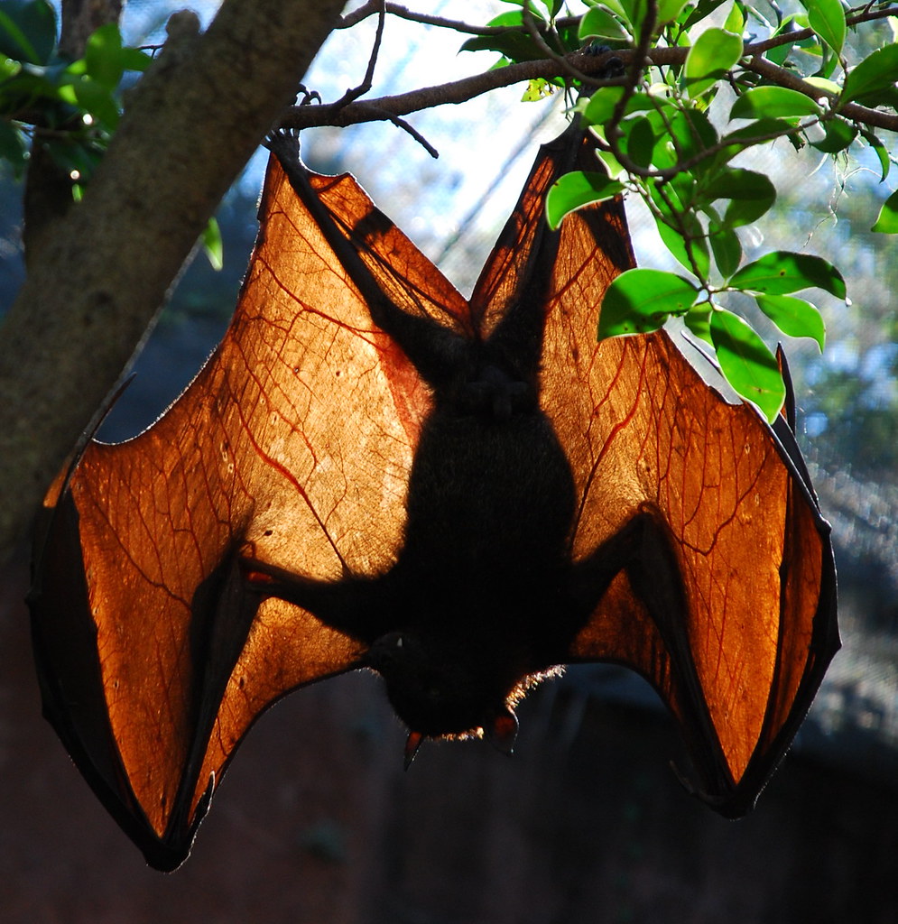 Malayan flying fox 2 Malayan flying fox (Pteropus vampyrus… Flickr