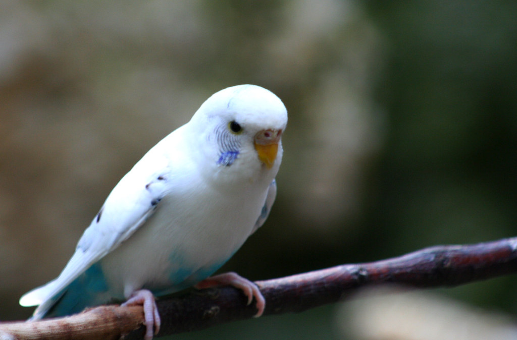 White Parakeet Taken at Fort Worth Zoo in the parakeet hou… Karen