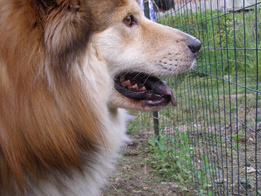My 'nephew' dog Bear. Note the Chow black tongue. Anna