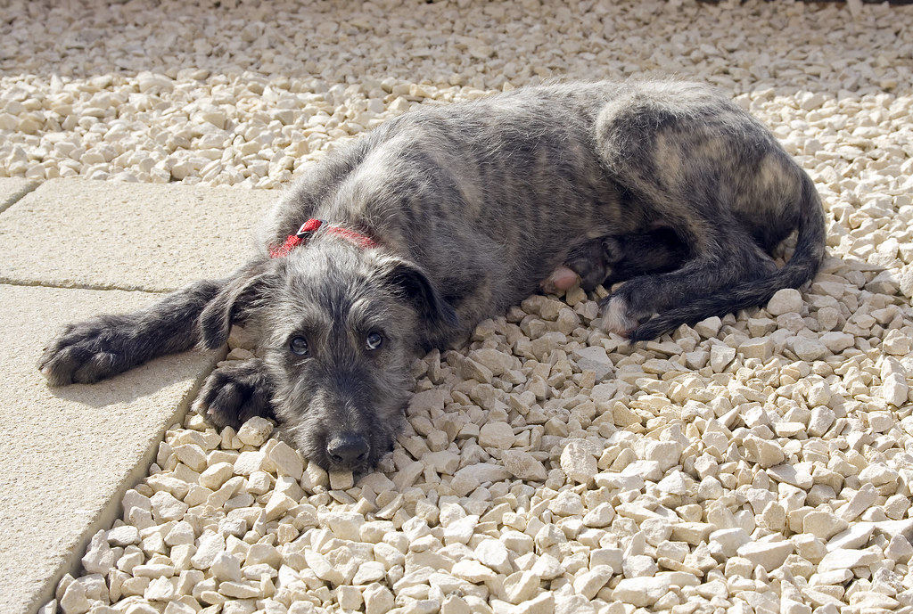 Rough Coated Lurcher Pup david_killeen Flickr