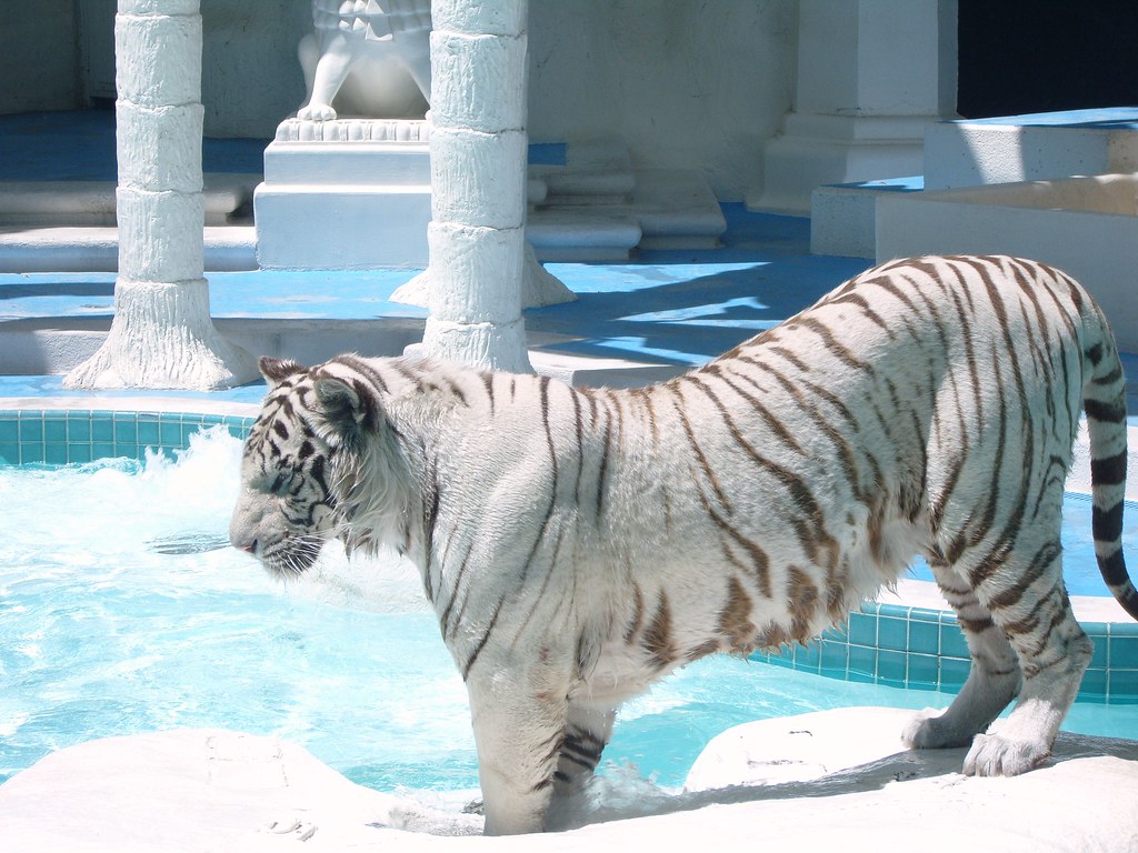 Mirage Las vegas White Tiger (10,000 Views) White tiger in… Flickr