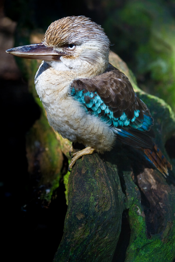 Bluewinged Kookaburra The Bluewinged Kookaburra (Dacelo … Flickr