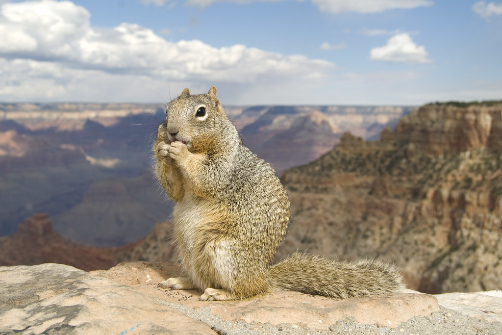 Ground squirrel at Grand Canyon Geoff Gallice Flickr