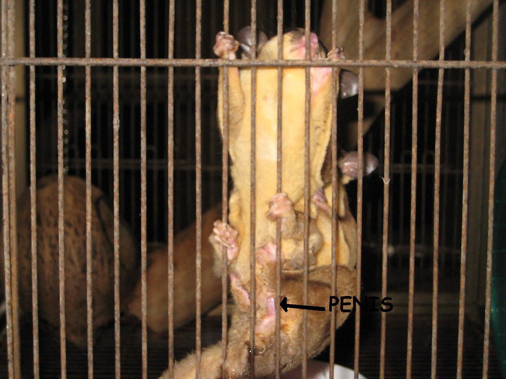 Sugar Glider Mating Viper76 Flickr