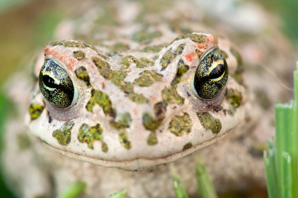 European Green Toad macro Bufo viridis, a nice guest in my… Flickr