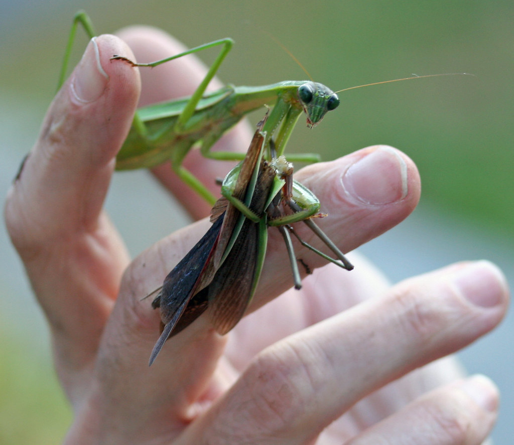Praying Mantis This Praying Mantis had eaten her mate's he… Flickr