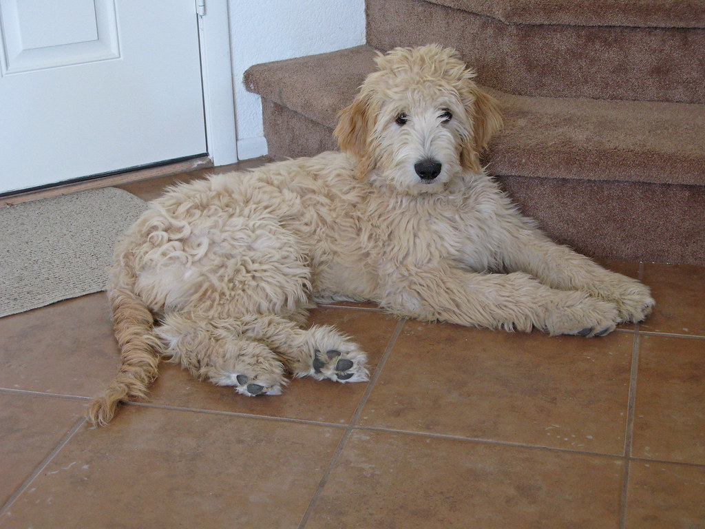 Goldendoodle Four month old Gracie. bjshanteler Flickr