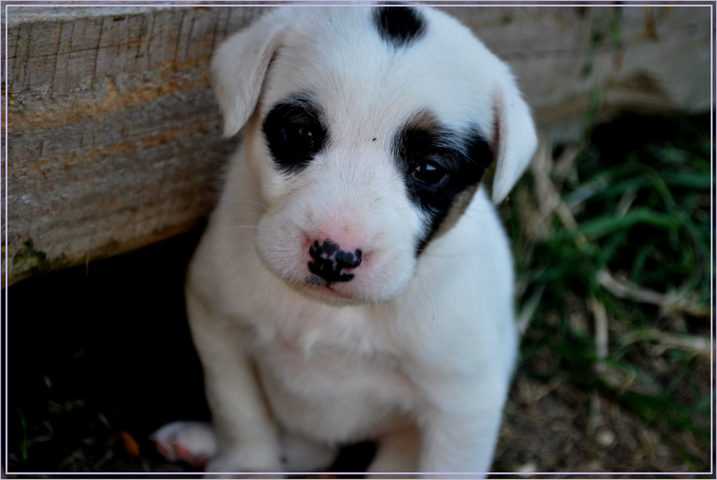 Blackeyed dog Oana Flickr