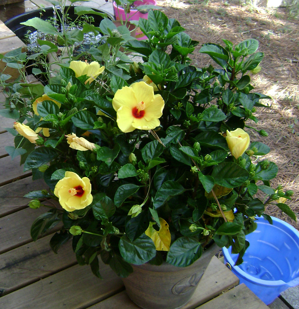 Yellow Hibiscus plant Hibiscus plant 8 and the 4th purch… Flickr