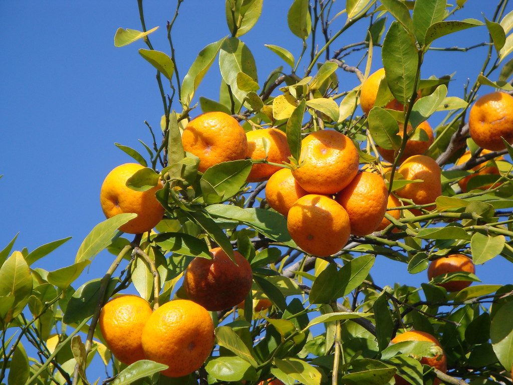 Florida Tangerine Tree The Florida tangerine tree photo cl… Flickr