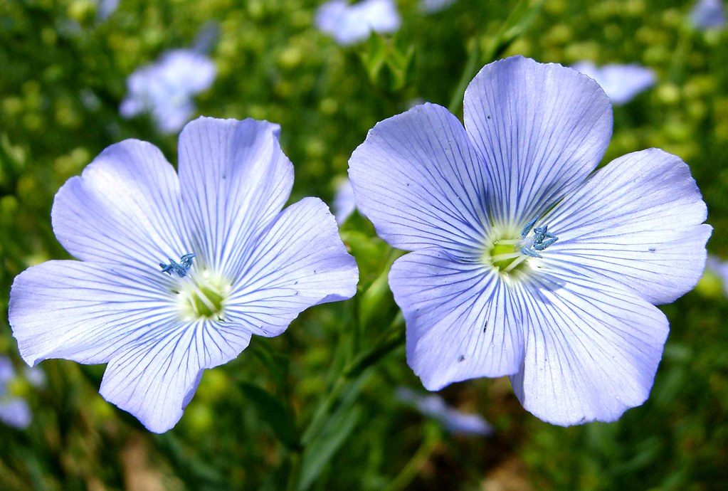 Linseed Flowers A field of linseed near Castle Bytham, Lin… Flickr