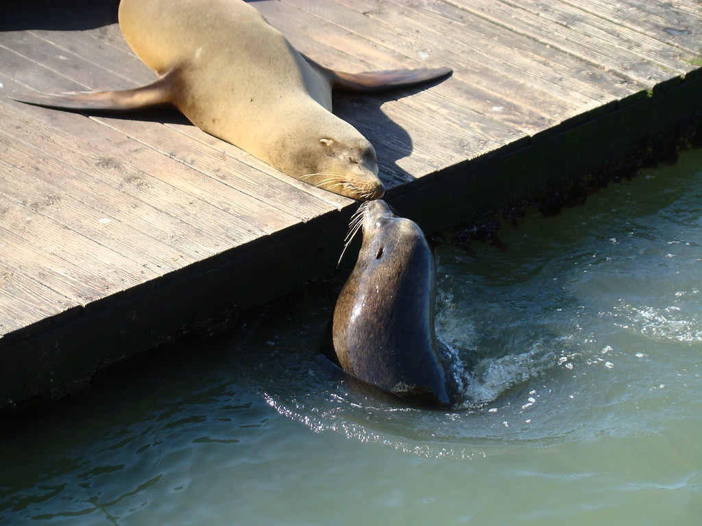 Seals Kissing at Fisherman's Wharf in San Fran. yosemitewu56 Flickr