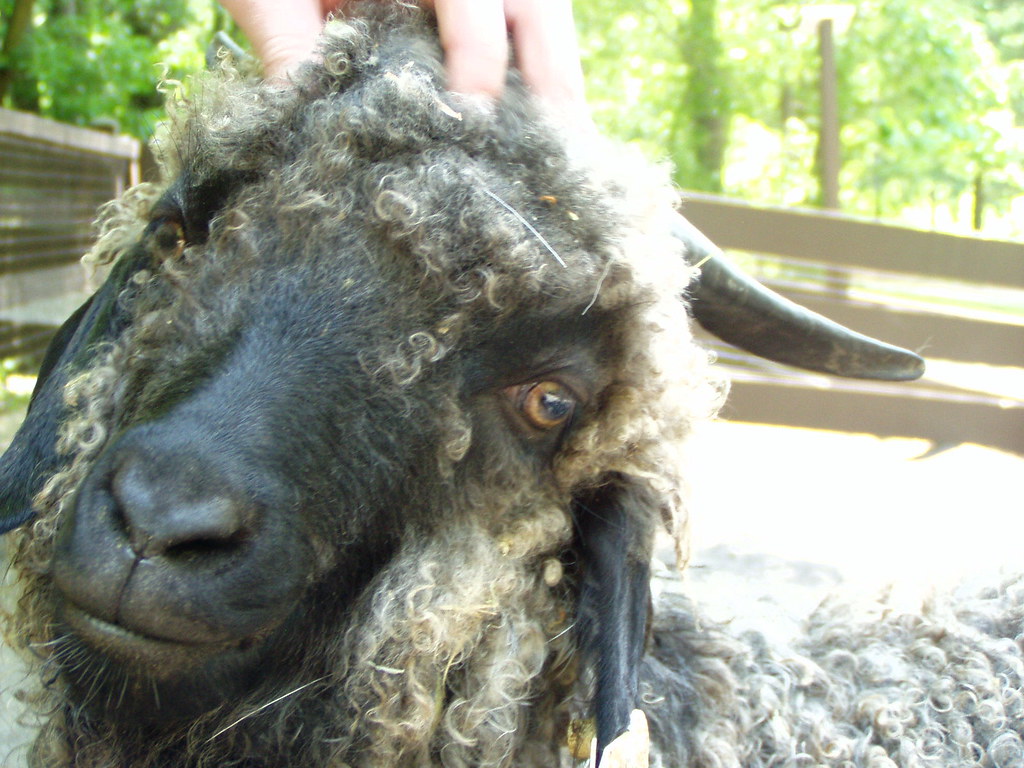 Never Eating Lamb Again! Lounge