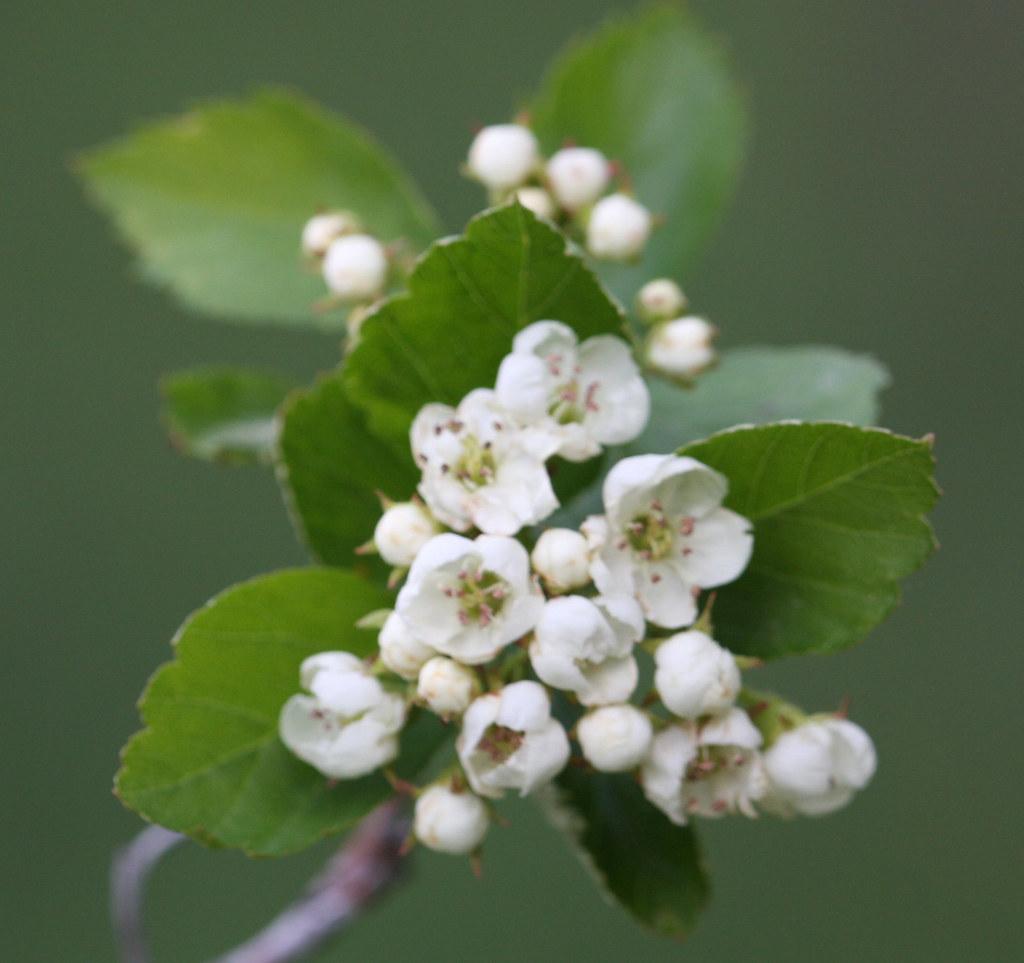 Black Hawthorn (Crataegus douglasii) on Moscow Mountain, L… Flickr