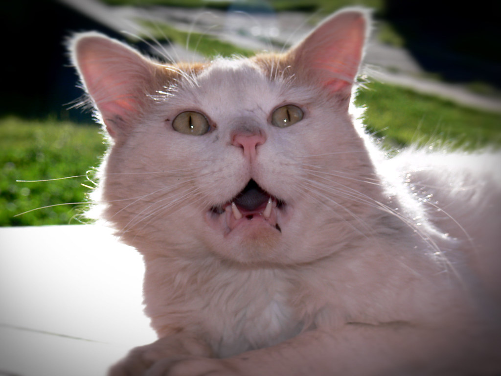 Fat Freddy's Cat So hows ya bum for grubs? this cats a tal… Flickr