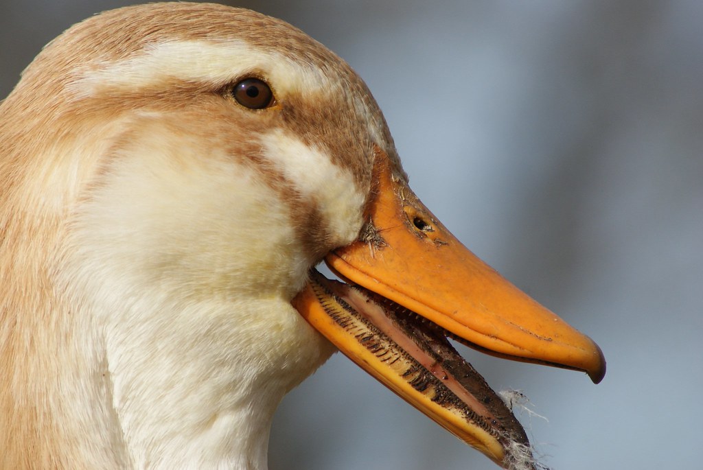 Quacking Duck Quack! (notice teeth looking things inside o… Flickr