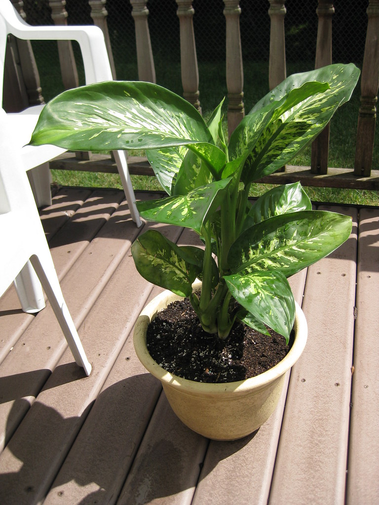 House plant Purchased a house plant form Lowes. Hoping to … Flickr