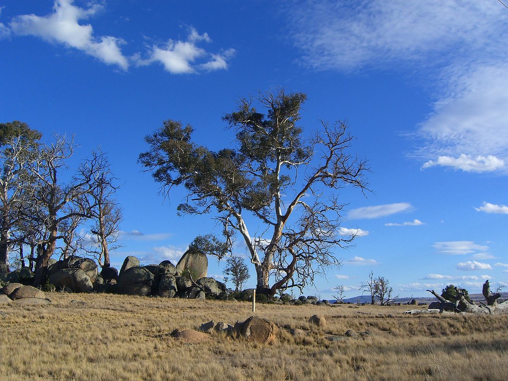 Twisted gumtree Cooma NSW Alpha Flickr