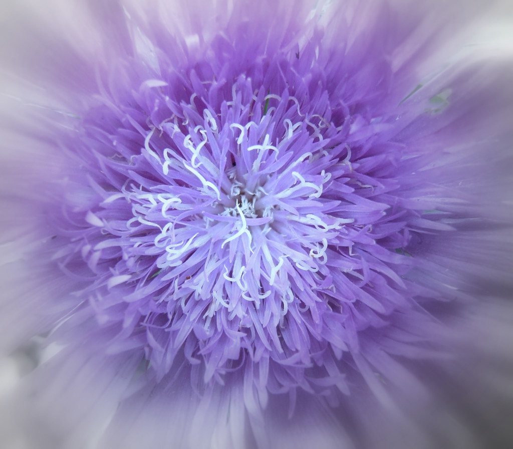 purple powder puff The purple powder puff is actually the … Flickr