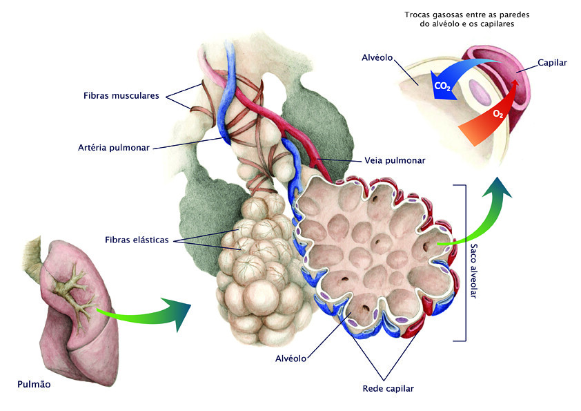 Estrutura interna de um alvéolo pulmonar I've been working… Flickr
