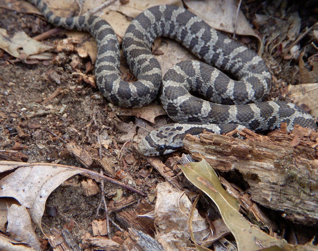 Western Fox Snake Juvenile Elaphe vulpina, Richland co WI … Flickr