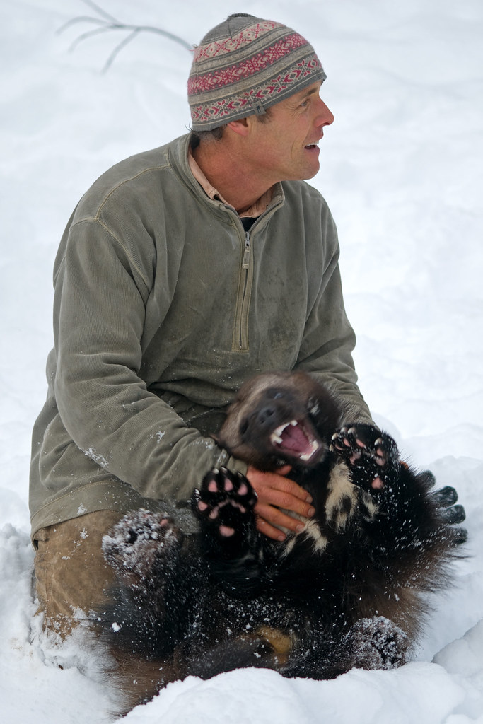 I want a pet wolverine! This man has raised this wolverine… Flickr
